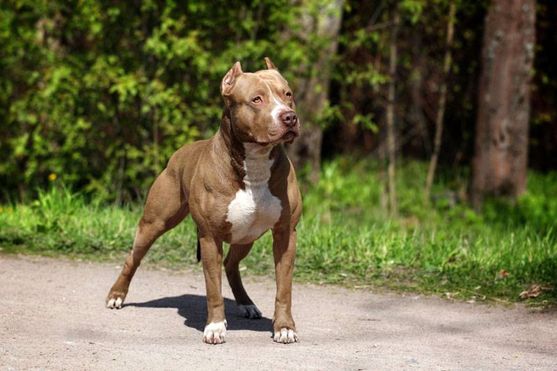 american pit bull terrier stands on the road in the forest