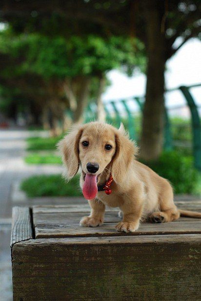 Adorable dachshund puppy