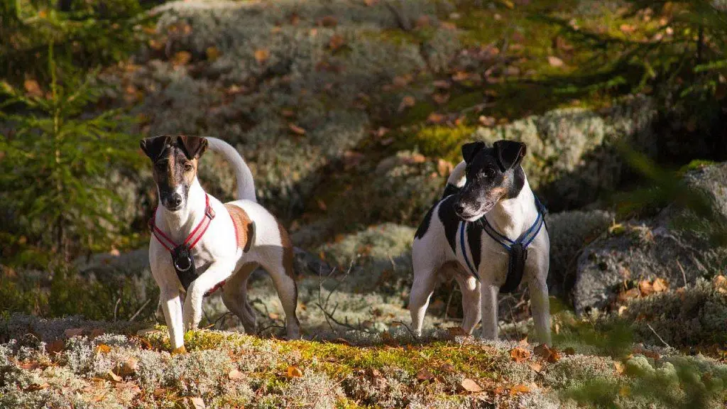 Fox Terrier