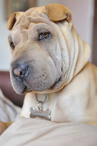 Sharpei