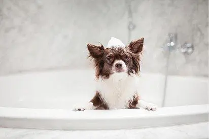 Washing a chihuahua