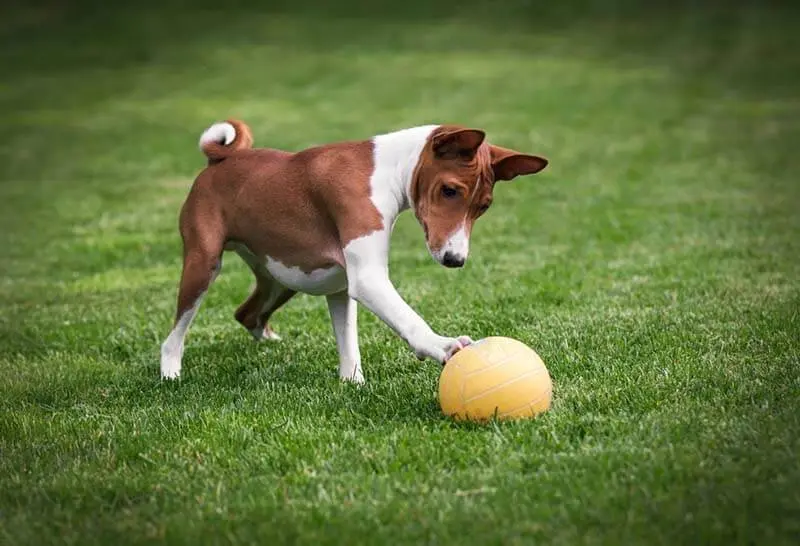 basenji playing with a ball