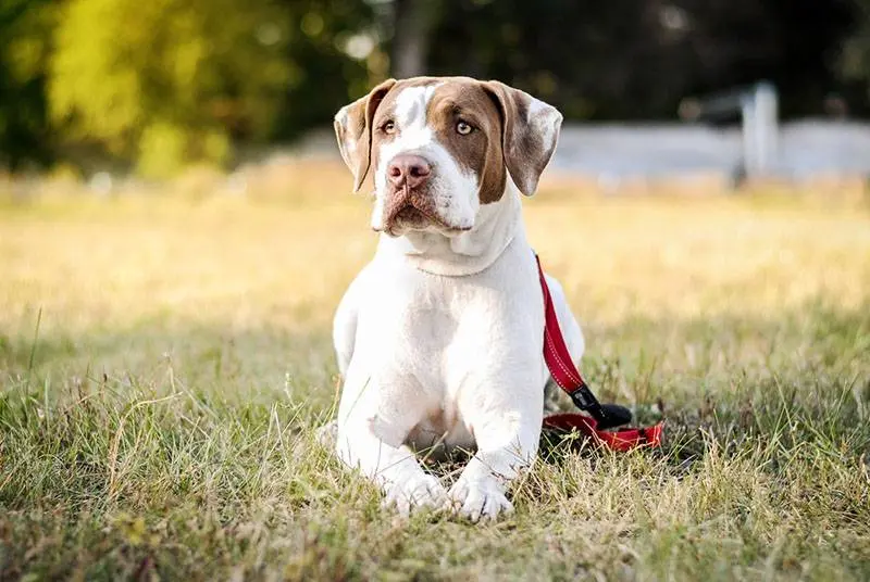 american pit bull walking in the park