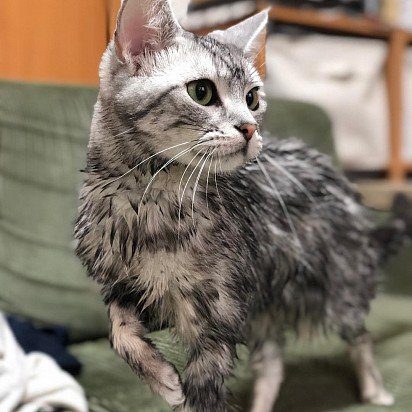 The American Shorthair has absolutely no fear of water, on the contrary, she loves to swim, and she swims very well. This applies not only to adults, but also to adolescents and very young kittens.