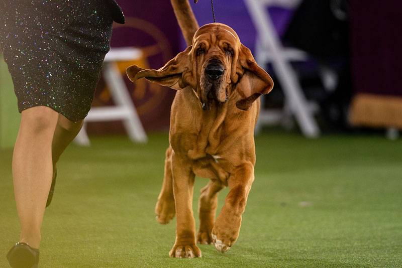 bloodhound with owner at dog show