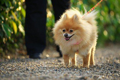 Pomeranian on a walk