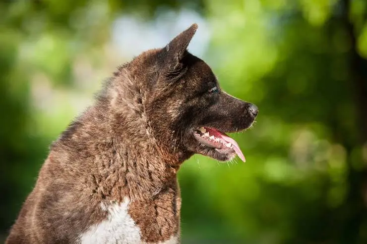 american akita wool