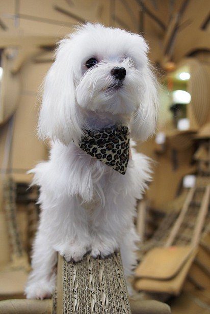 stylish Maltese dog