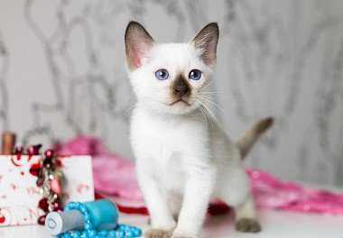 Thai Kitten