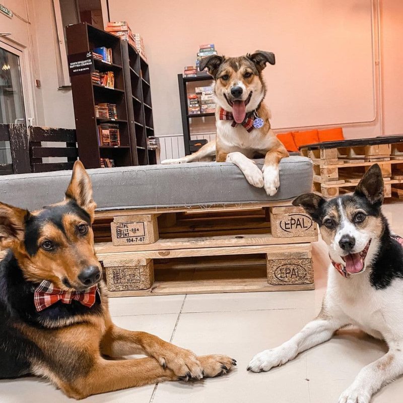 Cafe with pets as a new way to change the world