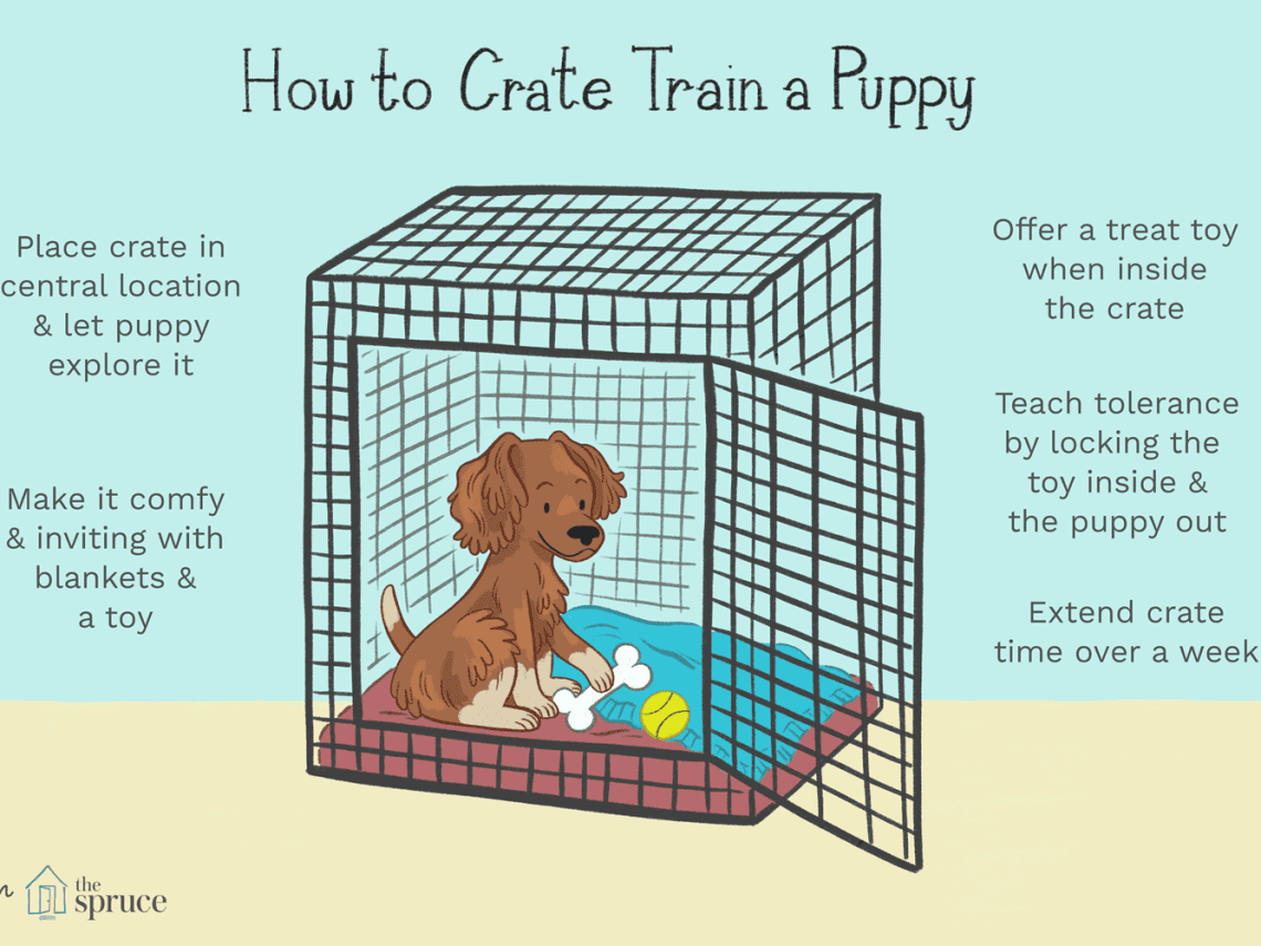 Cage for a dog: why is it needed and how to train it?