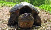 Caiman turtle