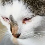 Calcivirosis in cats: symptoms and treatment