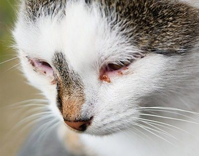 Calcivirosis in cats: symptoms and treatment