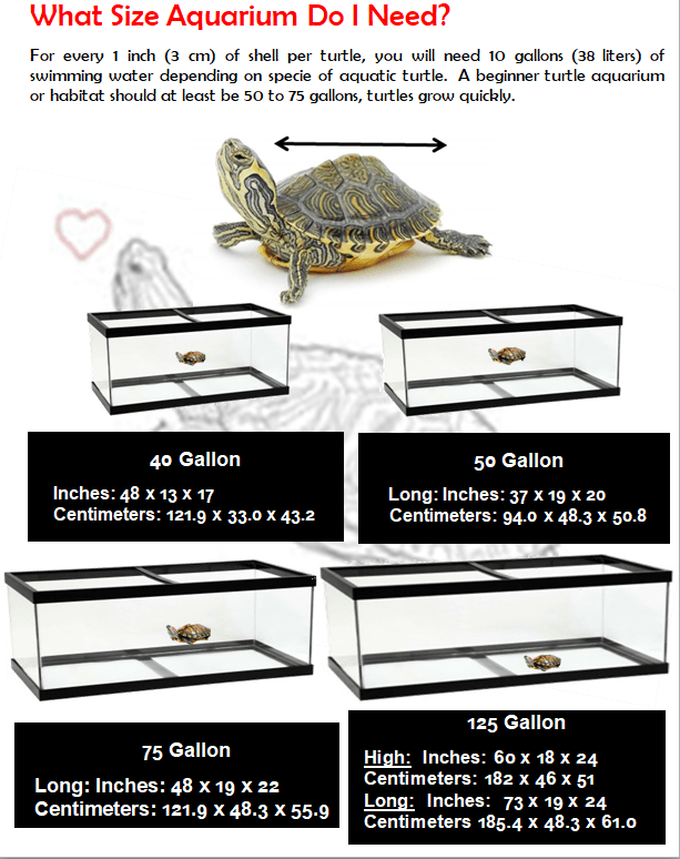 Calculating the size of the terrarium for turtles