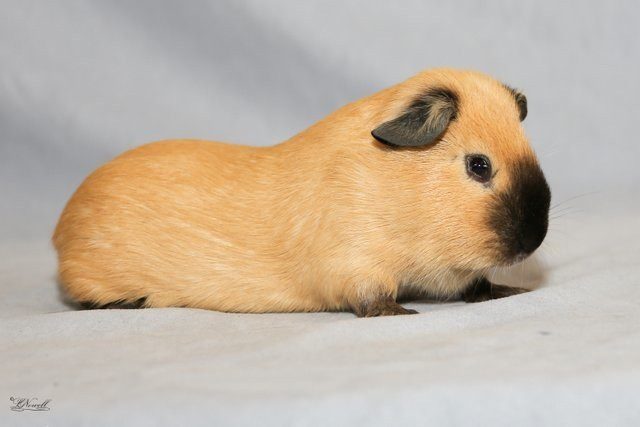 California guinea pig