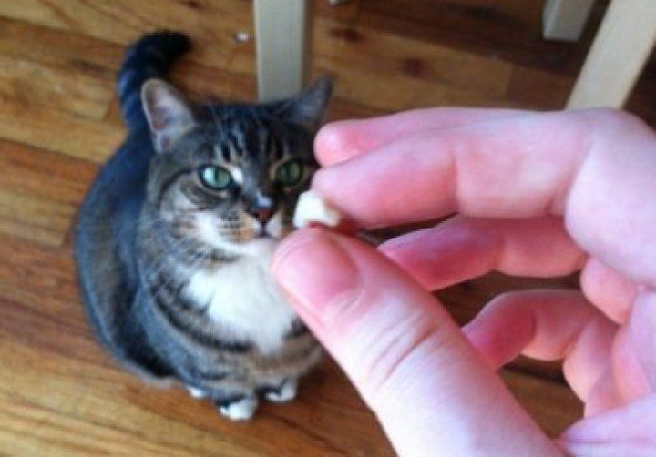 Can a cat be given paracetamol?