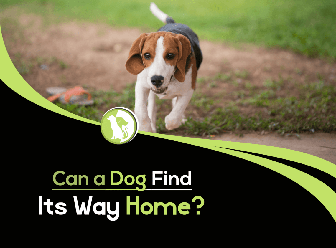 Can a dog always find its way home?