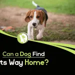 Can a dog always find its way home?