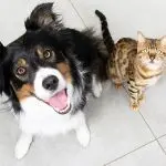 Can a dog and a cat become friends?