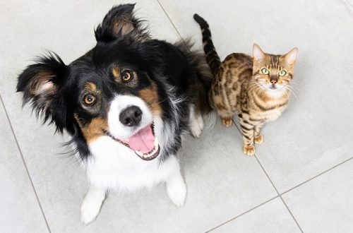 Can a dog and a cat become friends?
