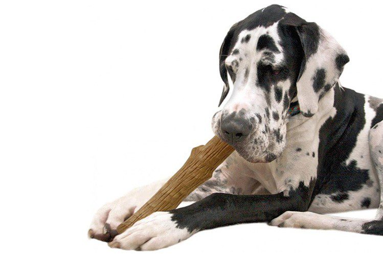 Can a dog chew on sticks?