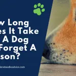 Can a dog forget the one he loves?