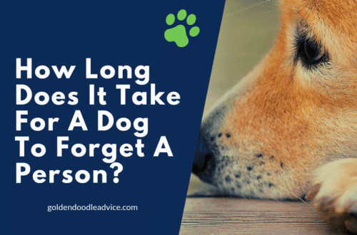 Կարո՞ղ է շունը մոռանալ նրան, ում սիրում է: