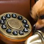 Can a dog recognize his owner’s voice on the phone?