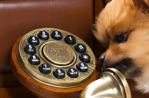 Can a dog recognize his owner&#8217;s voice on the phone?