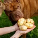 Can a puppy eat potatoes?