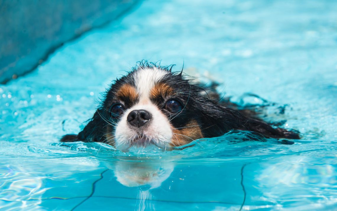 Can all dogs swim?