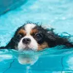 Can all dogs swim?