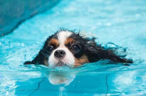 Can all dogs swim?