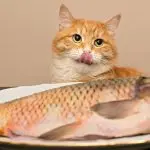 Can cats fish?