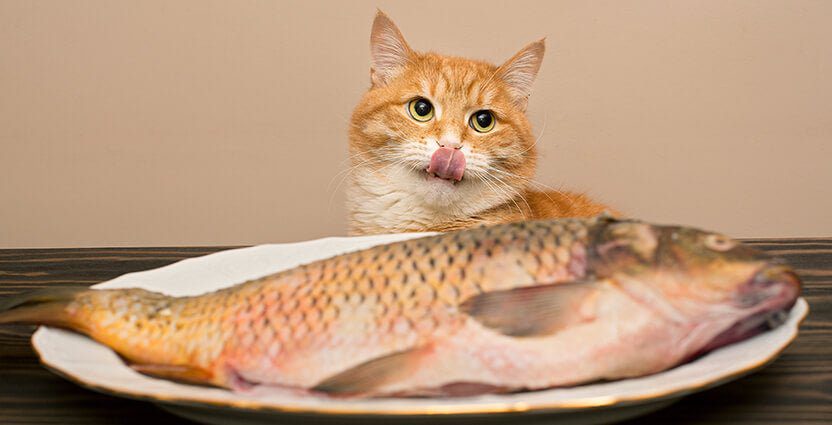 Can cats fish?