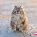 Can cats get offended?