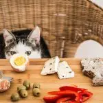Can cats have cheese?