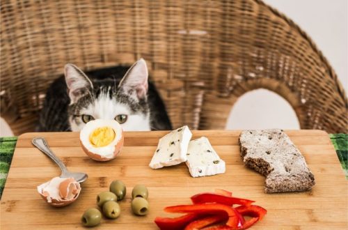 Can cats have cheese?