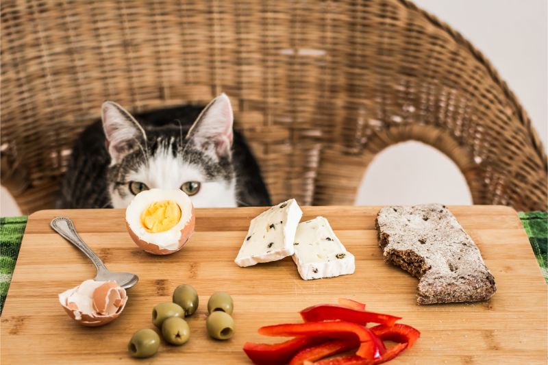 Can cats have cheese?