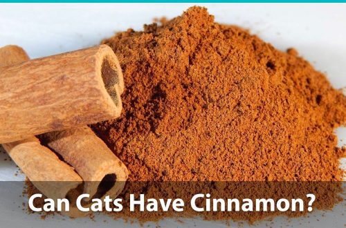 Can cats have cinnamon?
