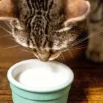 Can cats have milk?