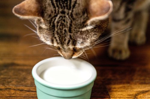 Can cats have milk?