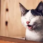 Can cats smile?