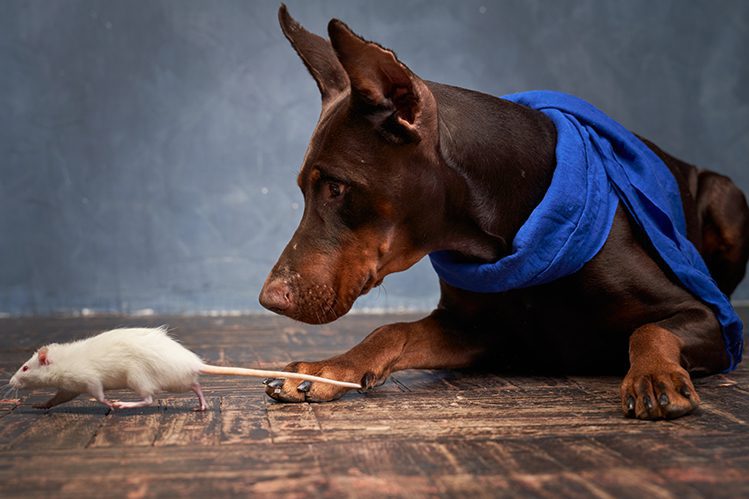 Can dogs be friends with rodents and rabbits?