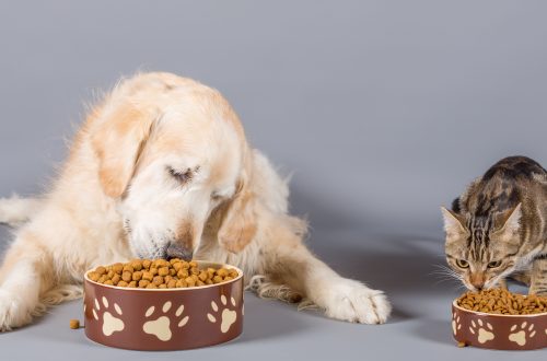 Mogu li psi jesti hranu za mačke?