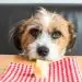 Do dogs need salt in their diet?