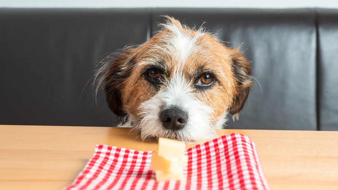Can dogs have cheese?
