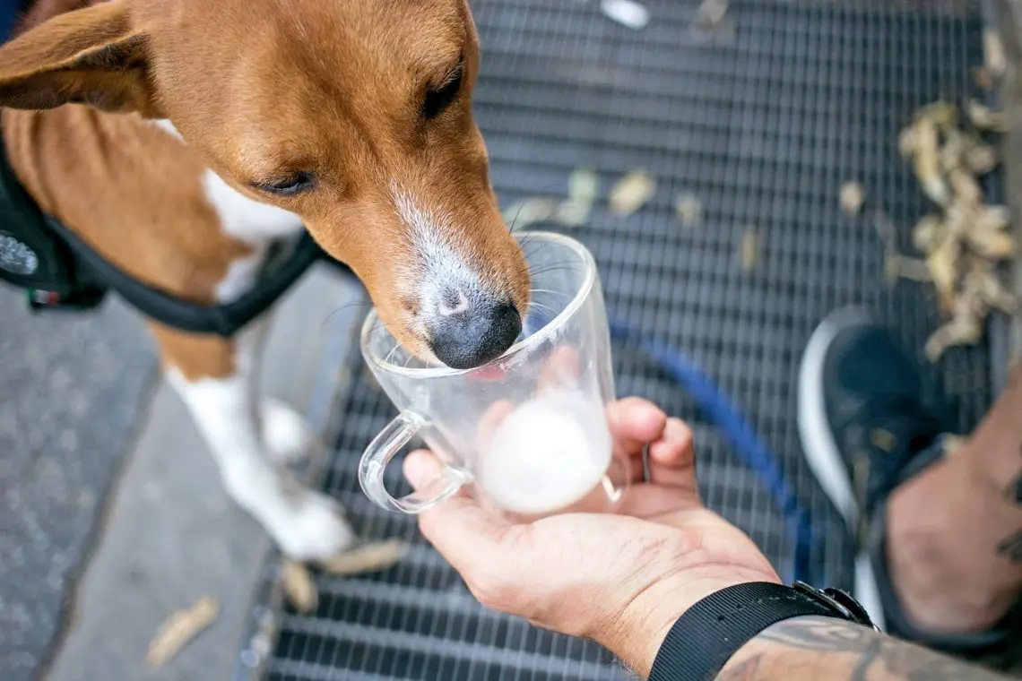 Can dogs have milk?