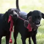 Can dogs imitate other animals and people?